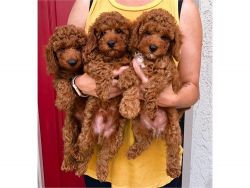 Toy Poodles Puppies Fully Health Checked