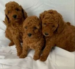 stunning toy poodles