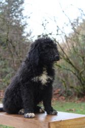 Beautiful St Berdoodle needs a new forever home