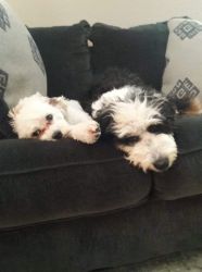 Need to rehome our bernedoodle and cavapoo