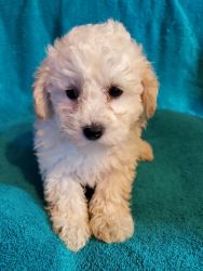 Loveable Eve, toy poodle