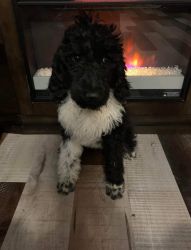 Selling a standard poodle as a donation to church