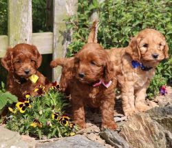 Beautiful poodle puppies for sale Beautiful poodle puppies for sale