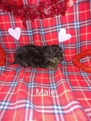 Yorkie poodle mix puppies