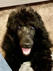 All black male poodle