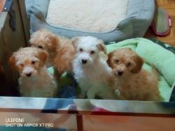 Adorable poodle puppies for adoption