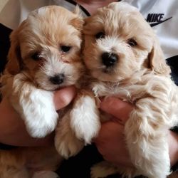 Lovely Poodle Puppies For Rehoming