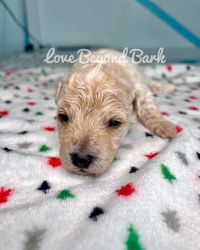 Spice Rice toy poodle mix