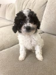 Black and white Toy Poodle, Cute Toy Poodle Puppy