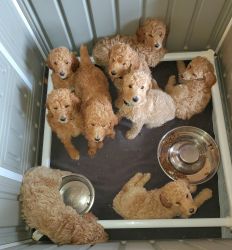 Beautiful Red/Apricot Standard Poodle Puppies