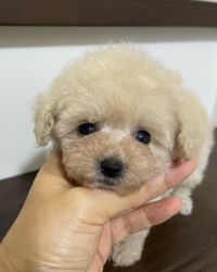 Teacup poodle puppies available and ready!!