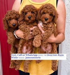 Akc Registered toy Size poodle puppies