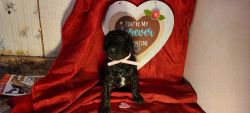 Poodle puppies for sale