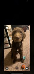 5 month old Chesapeake Bay Retriever and poodle mix