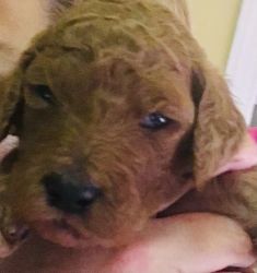 AKC Red Standard Poodle Female