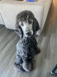 Standard Poodle (10 month old)