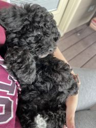 Large toy poodle - male