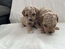 Purebred miniature poodles