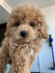 PUREBRED TOY POODLE PUPPIES