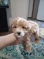 selling toy poodle