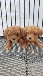 Two Red toy poodles available