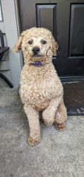 Male Red Miniature Poodle