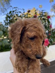 Adorable standard poodle puppies for sale