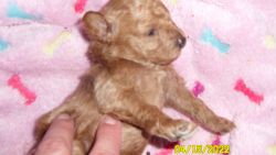 Toy Poodle Puppy Female Red Purebred