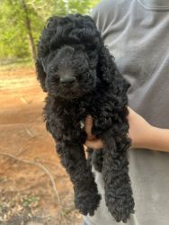 4 Standard Poodle Puppies