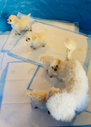 Miniature french poodles