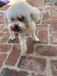 Loving cute Poodle for sale