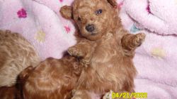 Toy Poodle Puppy Red Purebred