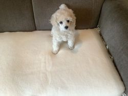 Toy poodle/ Bihon Frise puppies