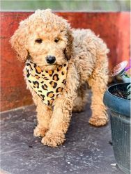 Sweet Poodle Puppy Looing for new home