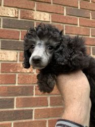 Silver mini poodles. Male and female.For Sale!