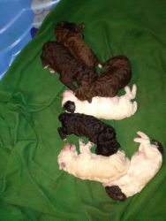 Standard Poodle Puppies for sale