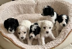 Poodle puppies looking for home