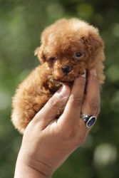 Toy poodle -40 days - certified breed