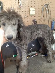 Silver poodle female