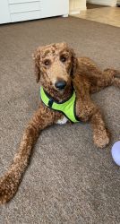 Male Standard Poodle for sale