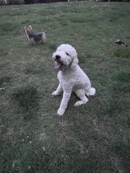 Poodle looking for home