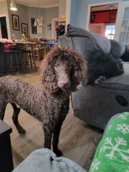 AKC REGISTERED STANDARD POODLE PUPPIES