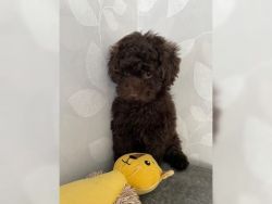 poodle puppies available for great homes