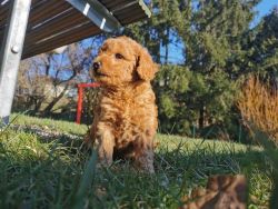 Healthy poodle puppies available