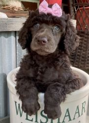 Beautiful Brown Poodle Puppy