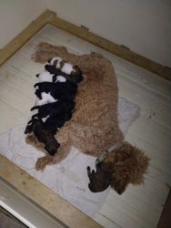 Standard Poodle puppies