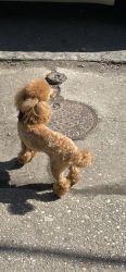 Toy size poodle