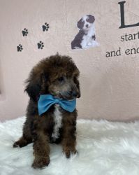 Male poodle for sale