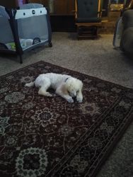 5 month old cream standard poodle puppy pure bred, recently groomed