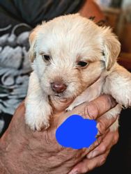 4 weeks old Chipoo Puppies up for adoption
